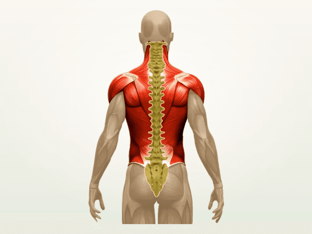 CHĂM SÓC CHUYÊN SÂU CỔ · VAI · GÁY · LƯNG — 75 PHÚT · 55 CƠ XƯƠNG · 24 DÂY THẦN KINH · 88 HUYỆT ĐẠO · 9 ĐƯỜNG KINH LẠC